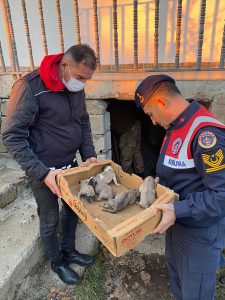 Bingöl’de donmak üzere olan köpek yavrularını jandarma kurtardı