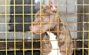 Van’da sokağa bırakılan 14 pitbull cinsi köpek barınağa alındı