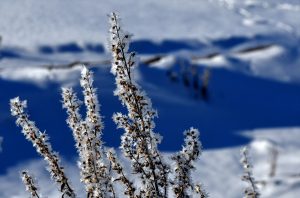 Erzurum, Kars ve Tunceli’de kar yağışı etkili oluyor