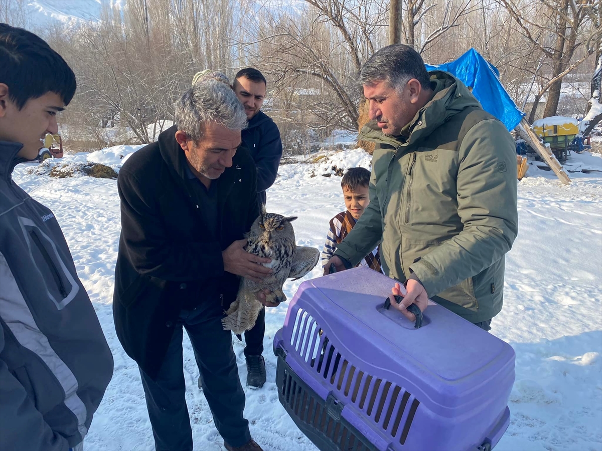 Iğdır’da donmak üzere olan puhu kuşunu köylüler kurtardı