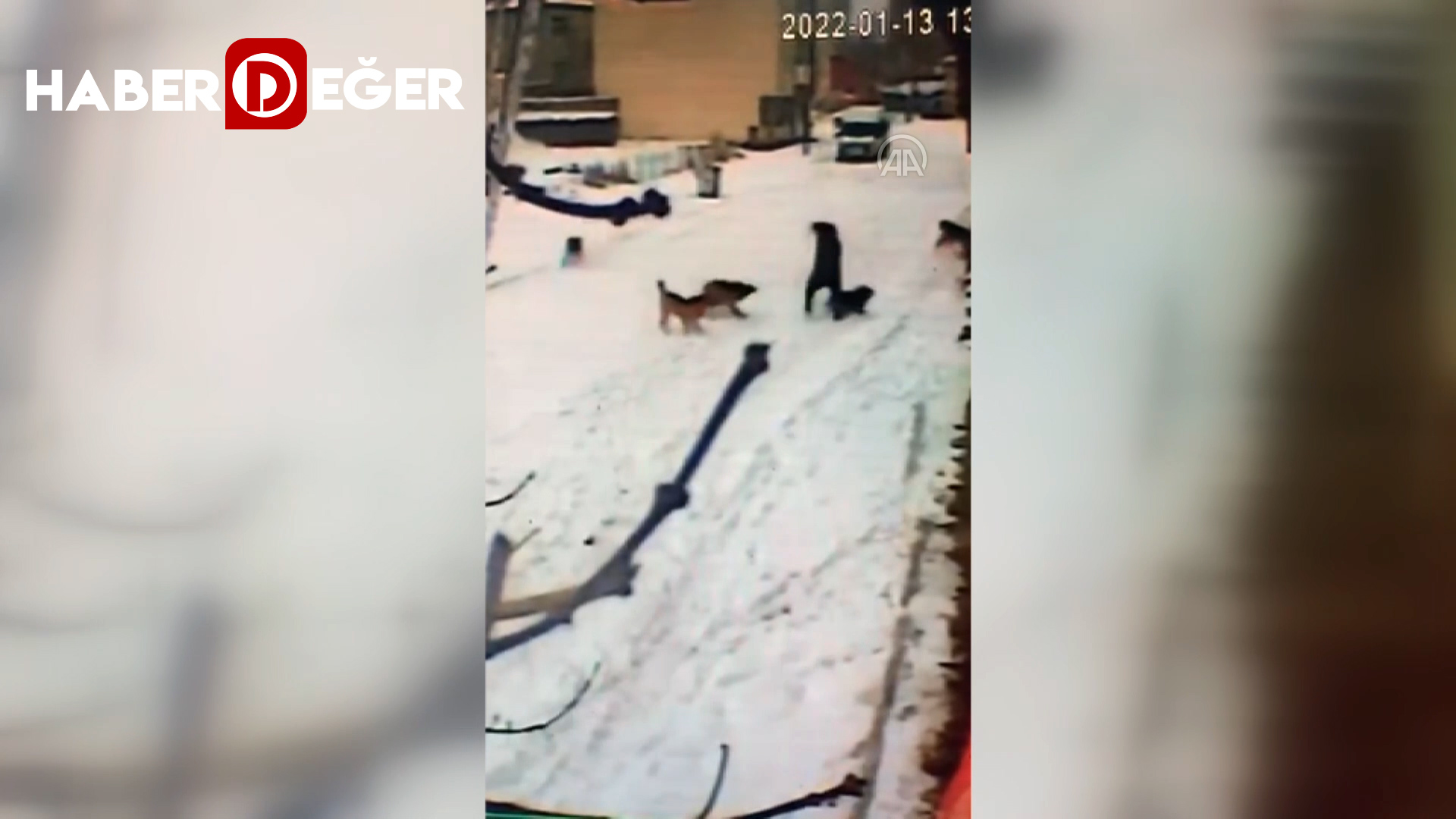Kars’ta çocuğun köpeklerin saldırısından cesaretiyle kurtulduğu anlar kamerada