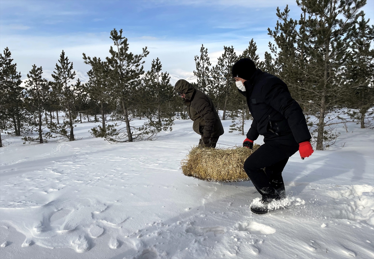 Kar yağışının etkili olduğu Ardahan’da doğaya yem bırakıldı