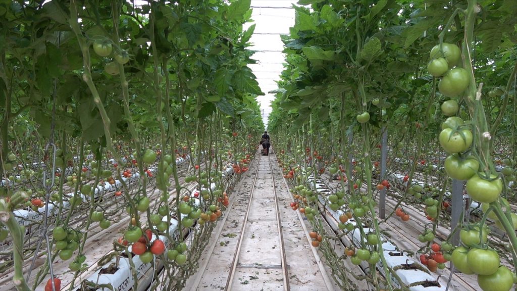Van’ın dondurucu soğuğunda termalle 1500 ton domates üretildi