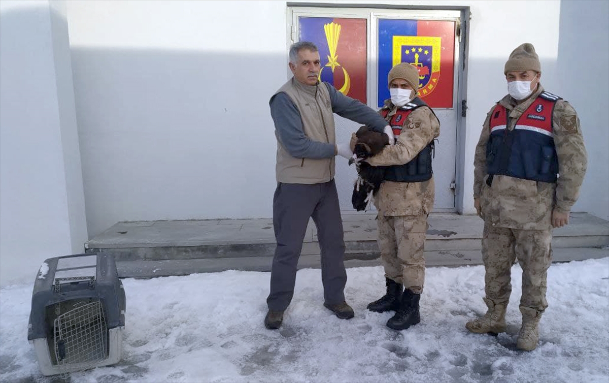 Kars’ta jandarmanın yaralı bulduğu kara akbaba tedaviye alındı