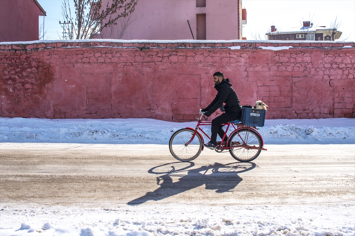 Yer Kars: Köyden hediye gönderilen kuzuyu “yorulmasın” diye bisikletiyle taşıdı