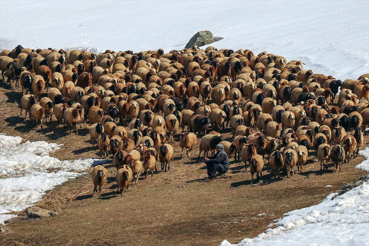 13 kaburgalı Norduz koyununun sayısı desteklerle artırılacak