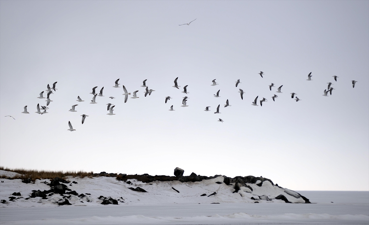 Buzla kaplı Çıldır Gölü’nün martılarını balıkçılar ekmekle besliyor