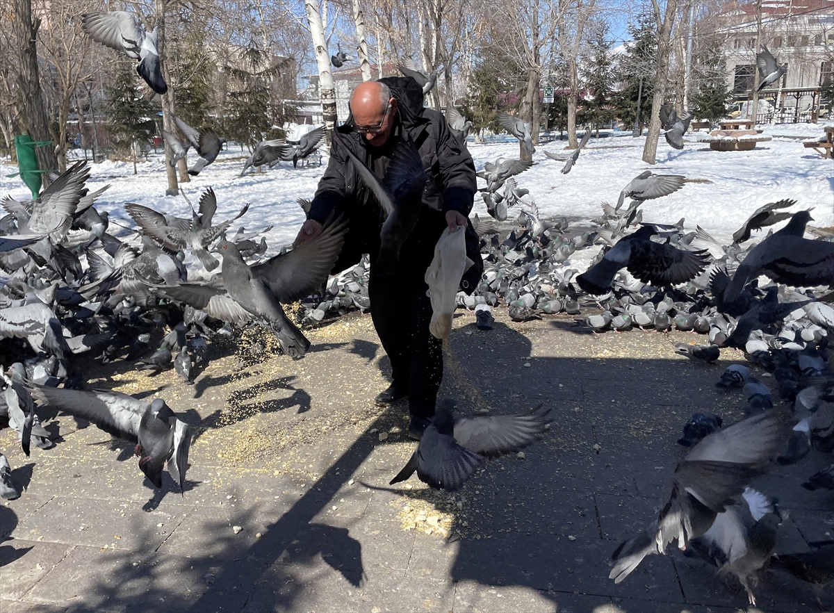Emekli itfaiyeci karla kaplı Ardahan’da aç kalan güvercinleri besliyor