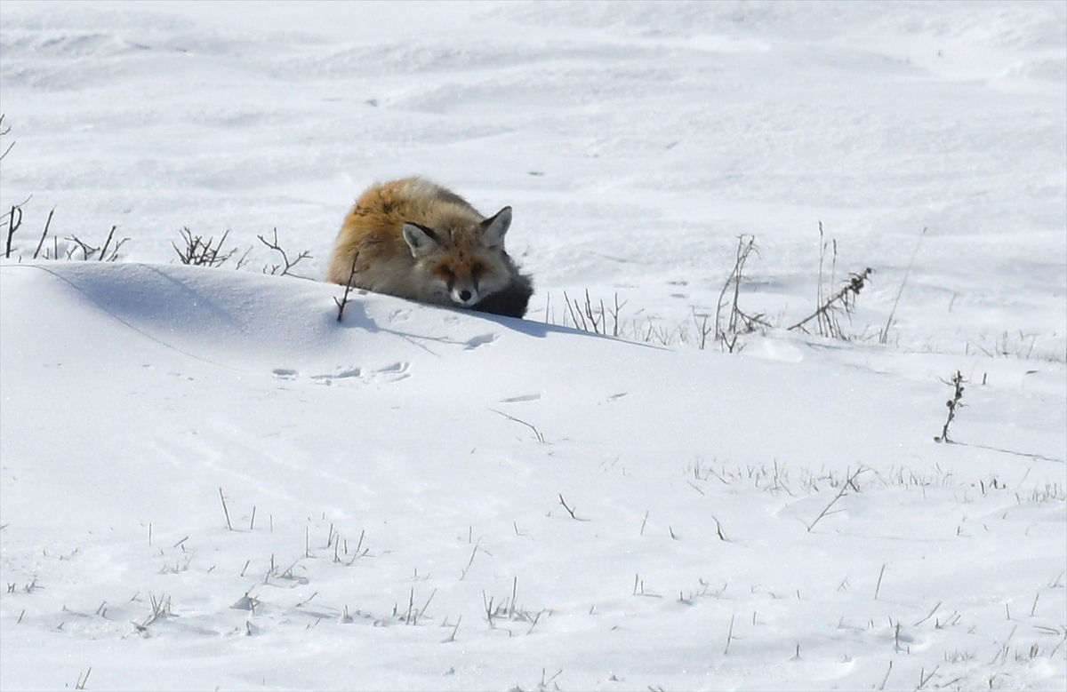 Karla kaplanan Sarıkamış’ta yaban hayvanları yiyecek bulmakta zorlanıyor