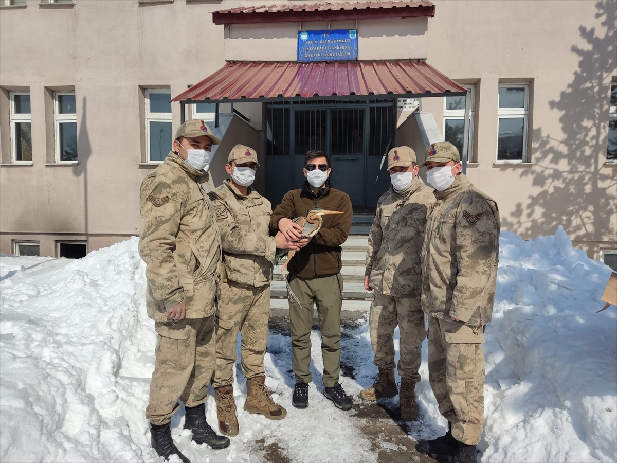 Kars’ta jandarmanın yaralı bulduğu erguvani balıkçıl tedaviye alındı