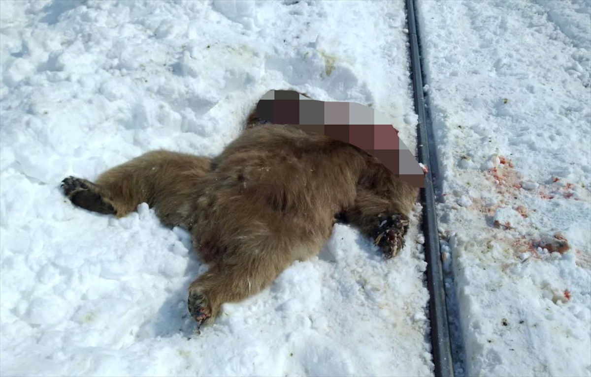 Kars’ta trenin çarptığı bozayı telef oldu