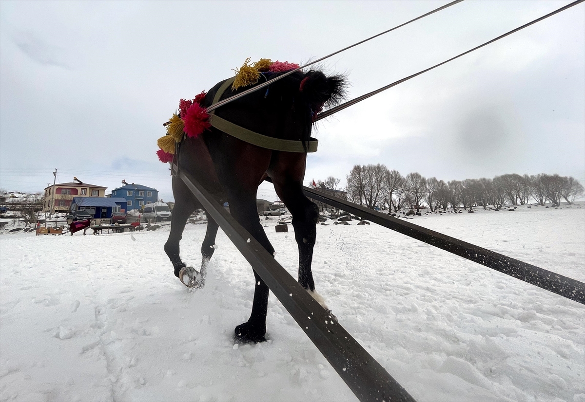 Martta yağan kar ve soğuk hava Çıldır’da atlı kızak sezonunu uzattı