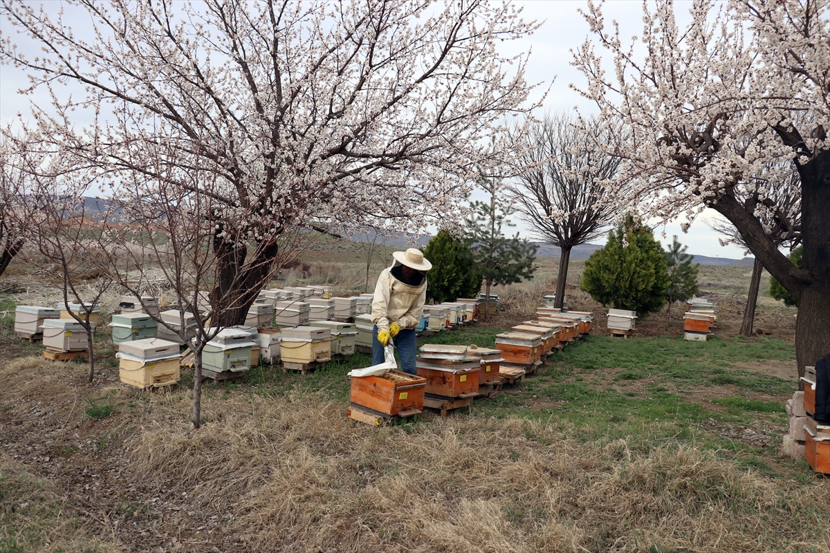 Arıcılar çiçek açan kayısı bahçelerinde kovan kolonisini güçlendiriyor