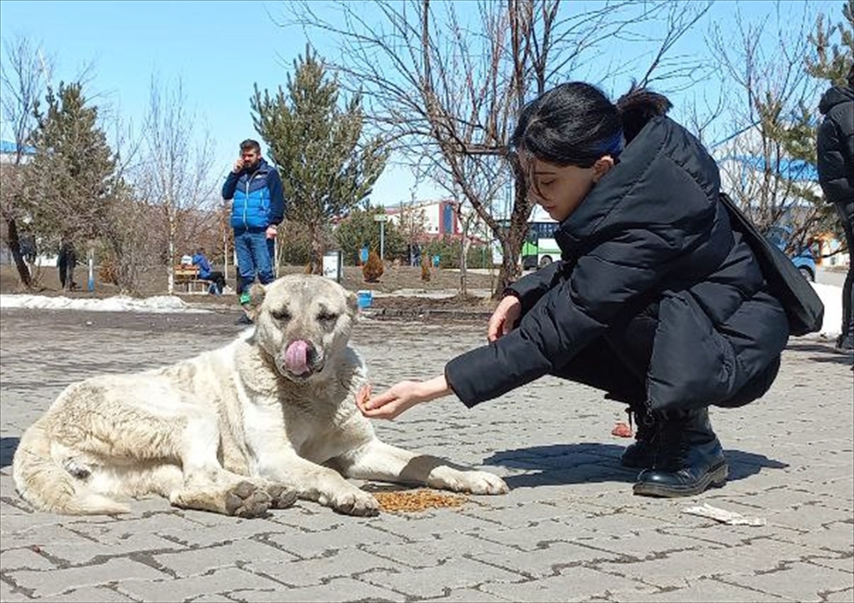 Kars’ta üniversiteliler harçlıklarıyla aldıkları mamalarla köpekleri besledi