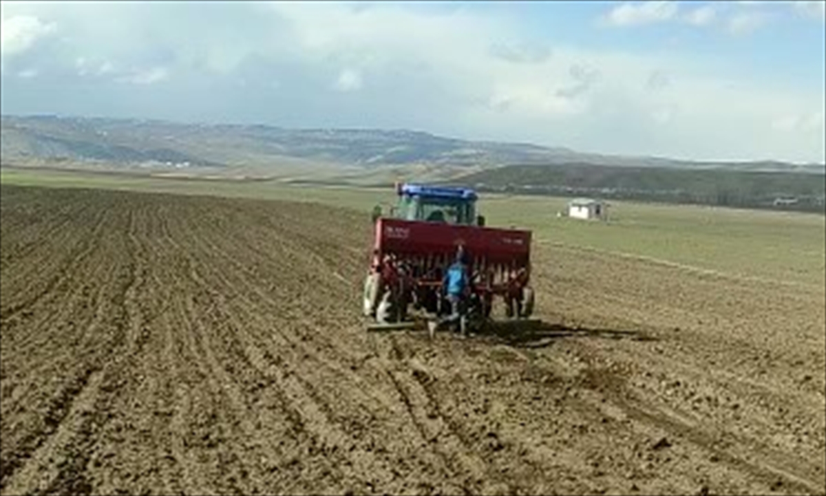 Van’da çiftçilere dağıtılan 100 ton arpa tohumu toprakla buluştu