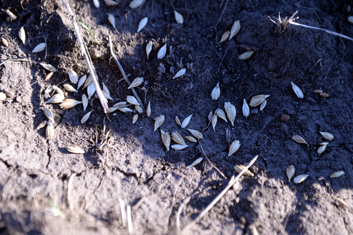 Ardahan’da 50 ton ata buğdayı kavılca tohumu toprakla buluşturuldu