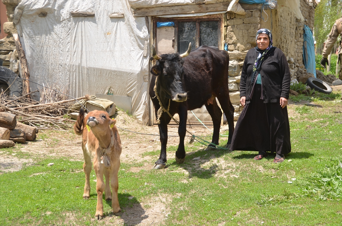 Hakkari’de ineği telef olan kadına buzağılı inek hediye edildi