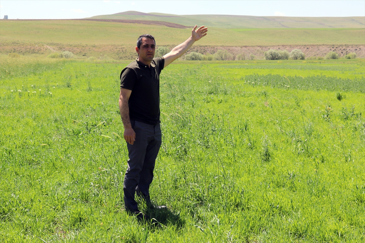 Artvinli Taner öğretmen Ağrı kırsalında ekilmeyen iki araziyi tarıma kazandırdı