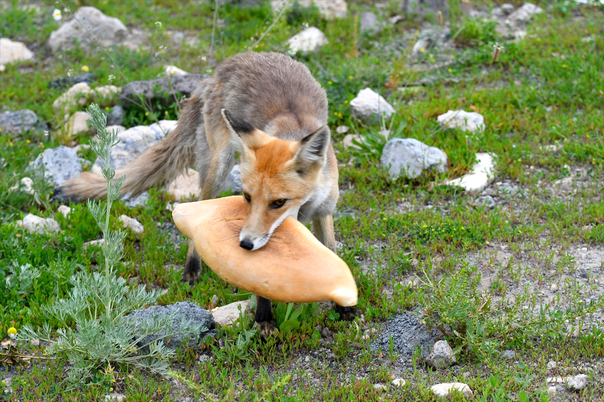 Kars’ta yavrularıyla yiyecek arayan kızıl tilkiyi vatandaşlar besledi