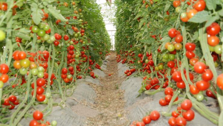 Iğdır’da bu yıl domateste 30 bin ton rekolte bekleniyor