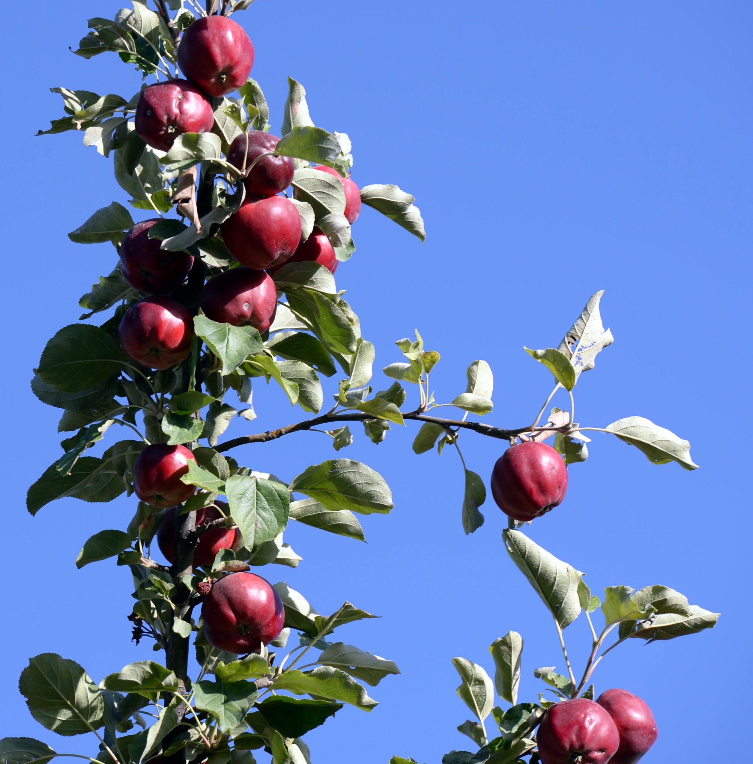 Posof’un coğrafi işaretli içi dışı kırmızı elması hasat ediliyor