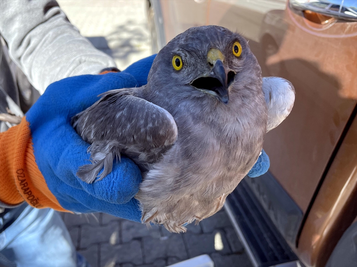 Ardahan’da yaralı bulunan Çayır Delicesi kuşu tedavi altına alındı