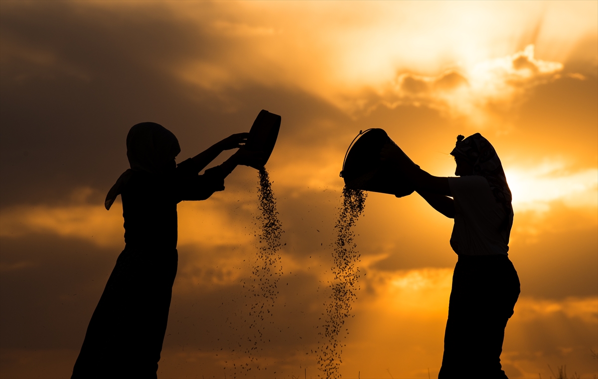 Karslı kadınlar rüzgara karşı “tahıl savurma” mesaisinde