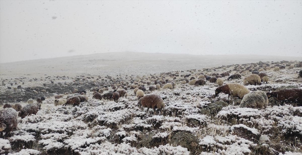 Ağrı’da etkili olan kar ve siste çobanların zorlu mesaisi sürüyor