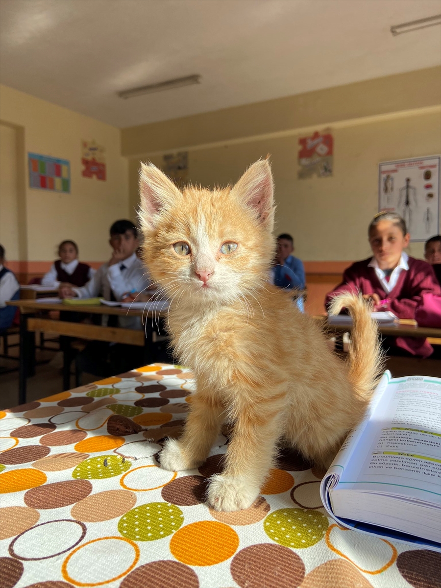 Ağrı’da yavru kedi “mandalina” köy okulunun maskotu oldu