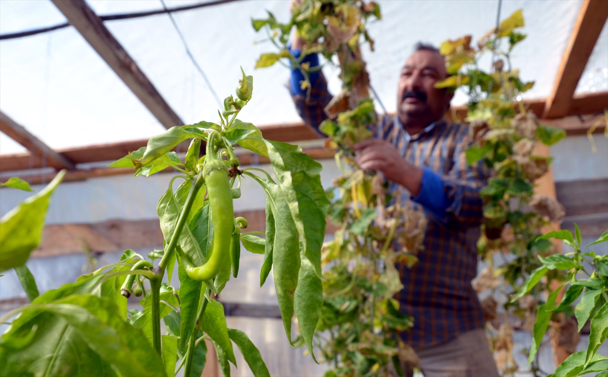Sarıkamış’ta emekli işçi 2150 rakımda sebze ve meyve yetiştiriyor