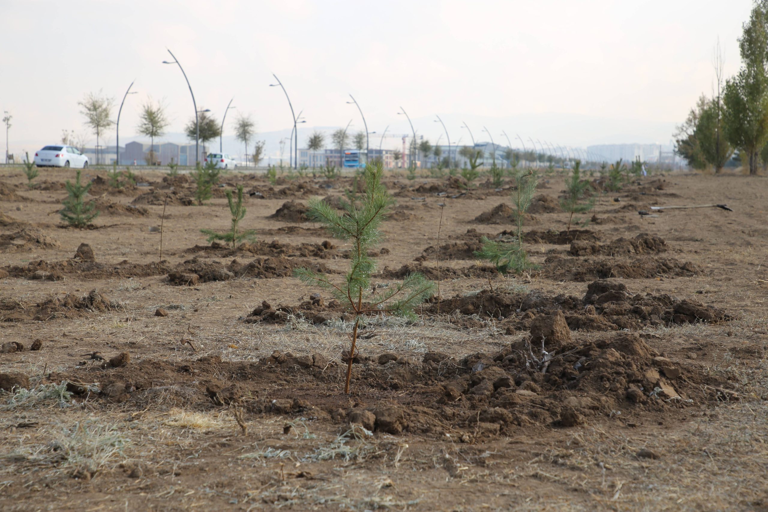 Doğu Anadolu’da “Milli Ağaçlandırma Günü”nde fidanlar toprakla buluşturuldu