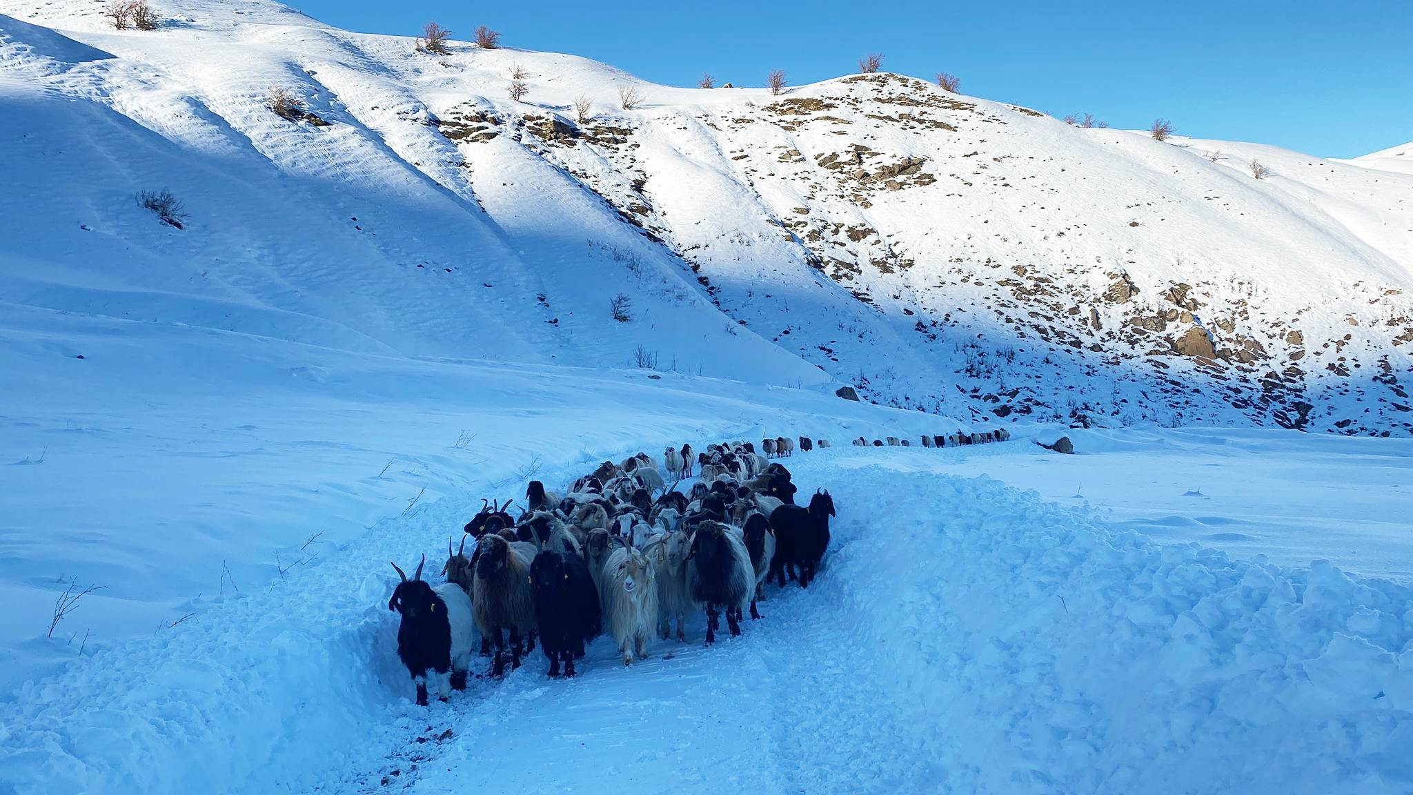 Hakkari’de yolu kapanan köydeki sürü ve çobanlar ekiplerin çalışmasıyla kente ulaştırıldı