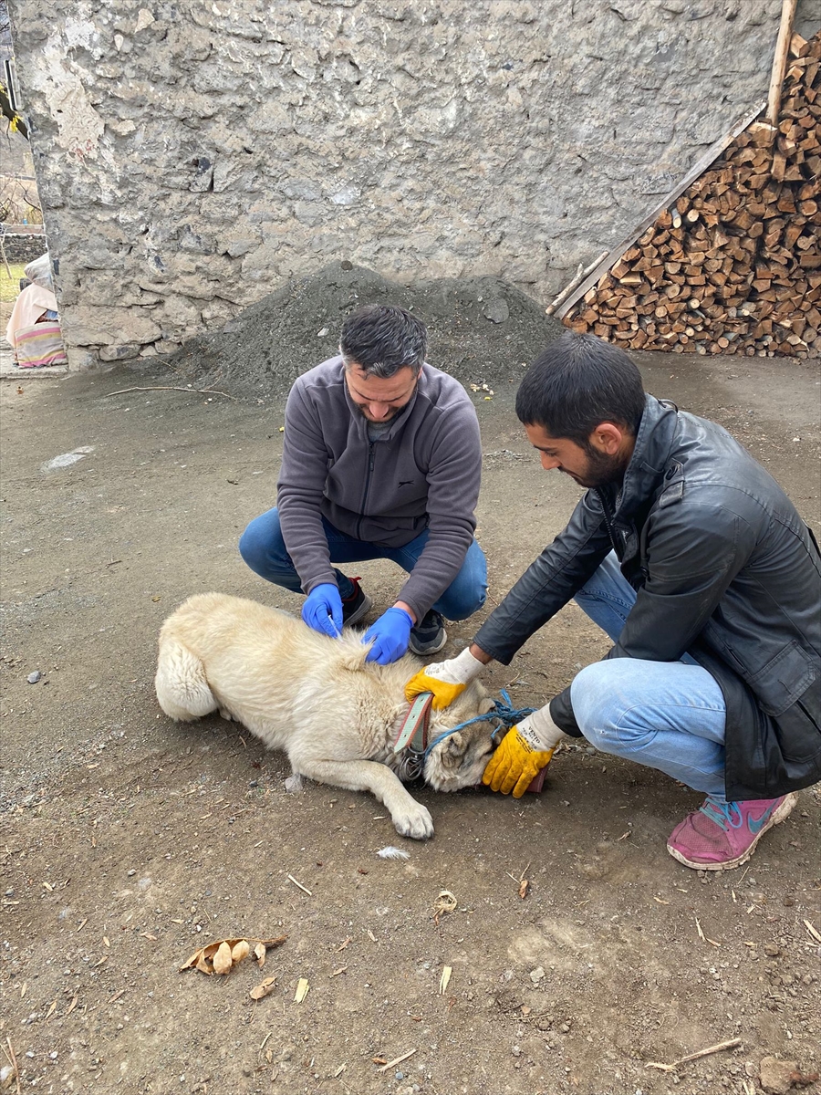 Kars’ta bir köy kuduz nedeniyle karantinaya alındı