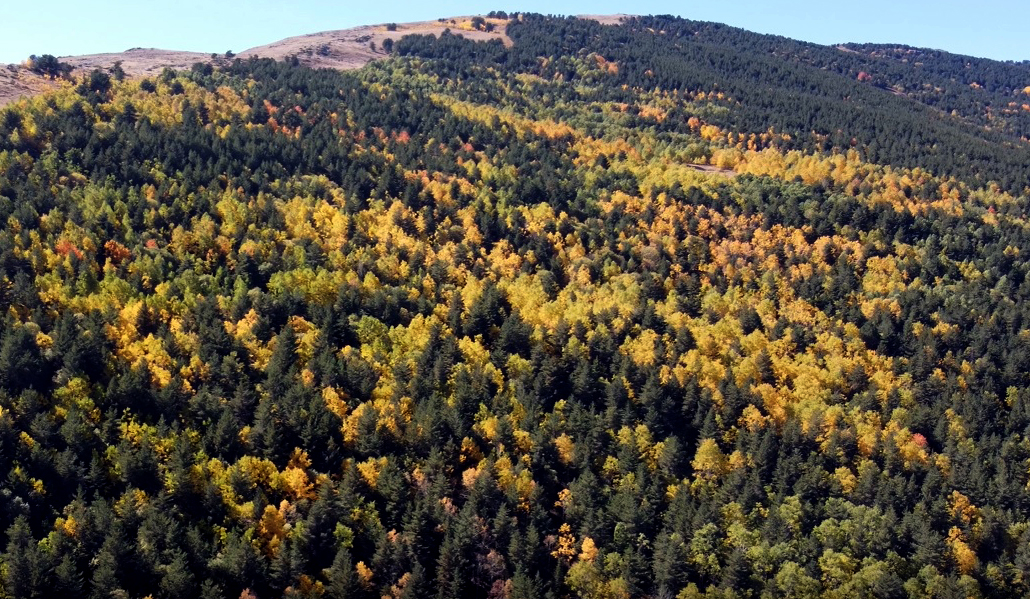Sarıkamış ormanlarında sarı, yeşil ve kızılın tonlarında sonbaharın güzelliği yaşanıyor