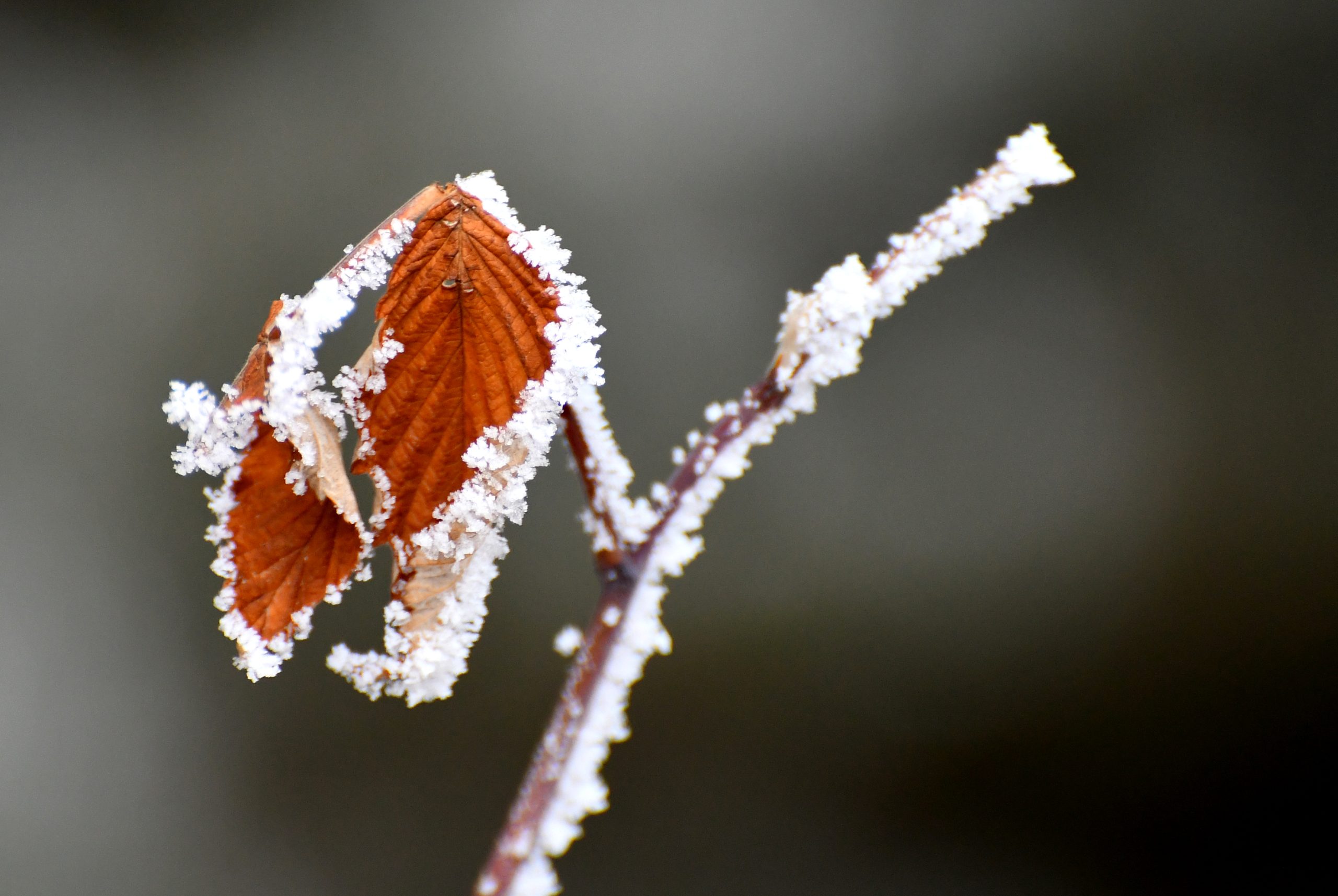 Ardahan’da kar, Erzurum ve Kars’ta soğuk hava etkili oluyor