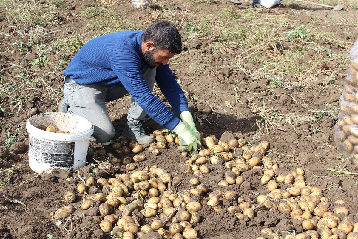 Kars’ta çiftçilerin patates hasadı devam ediyor