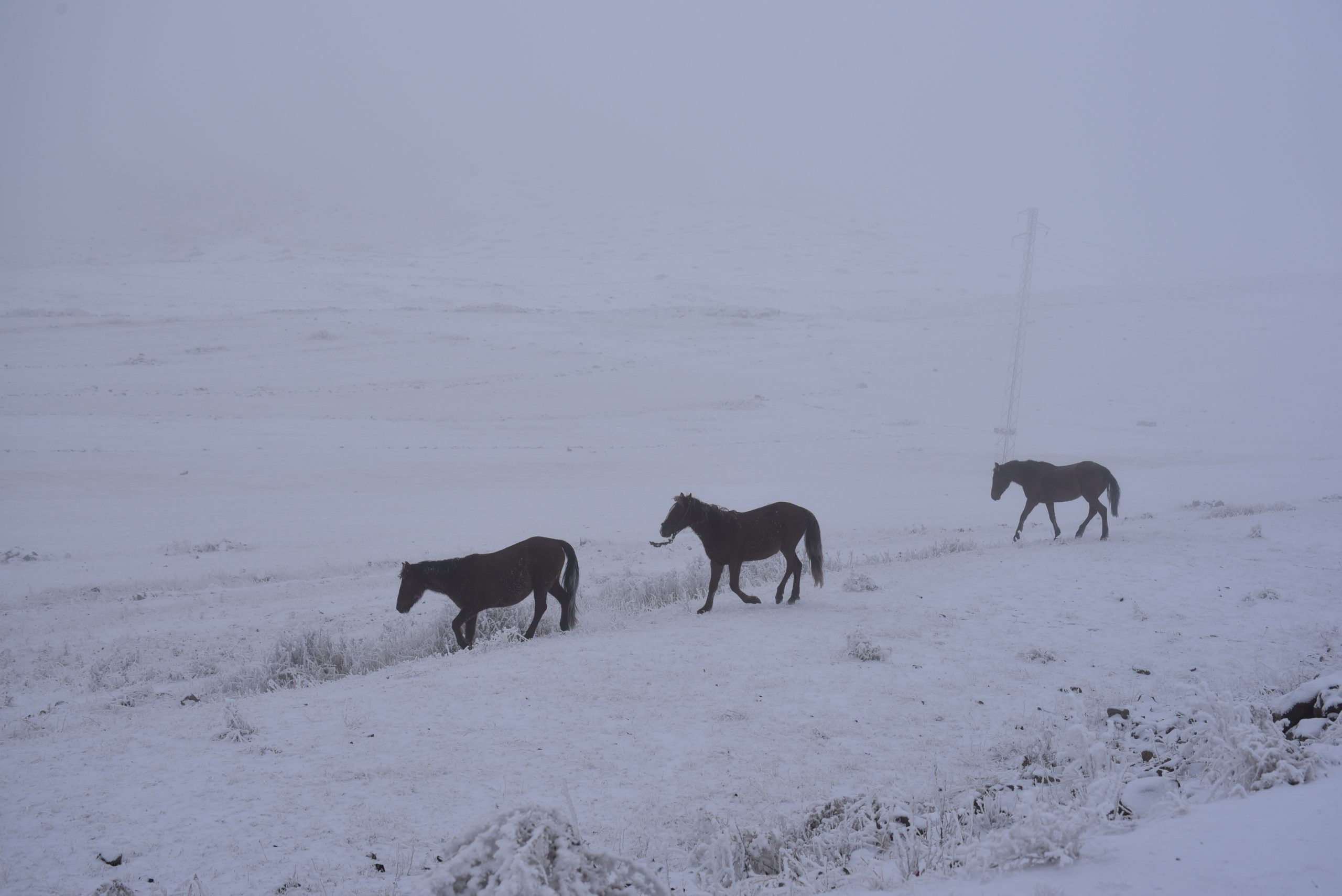 Kars’ta kışın doğaya salınan atlar karlı arazide yaşam savaşı veriyor