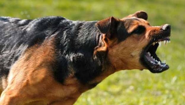 Van’da korkunç olay: Köpeğin saldırdığı 9 yaşındaki çocuk hayatını kaybetti!