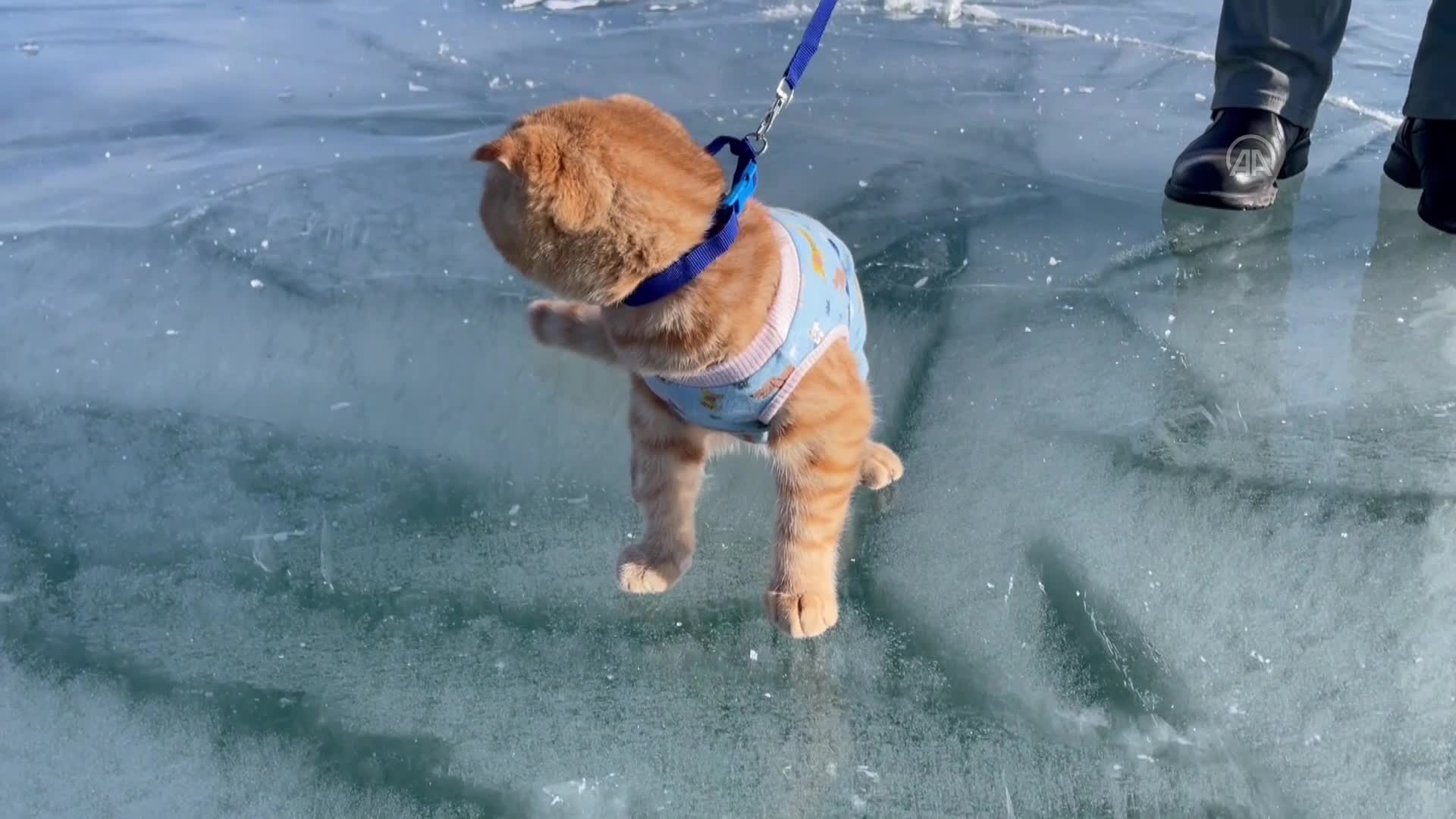 Sevimli ev kedisi “Tarçın” Çıldır Gölü’nün buz kaplı yüzeyiyle tanıştı