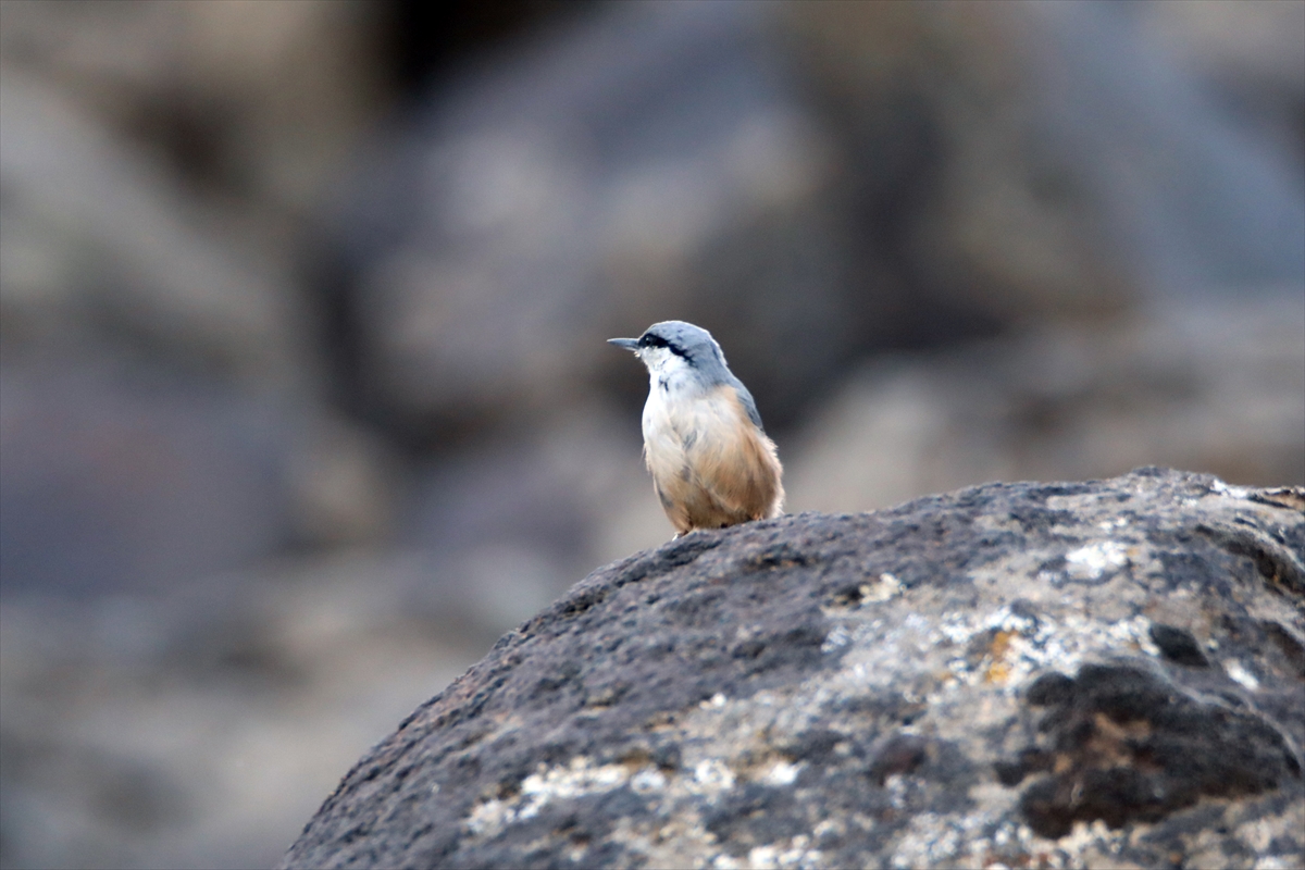 Ağrı Dağı’nda yaşayan kaya sıvacı kuşu kayalıklarda görüntülendi