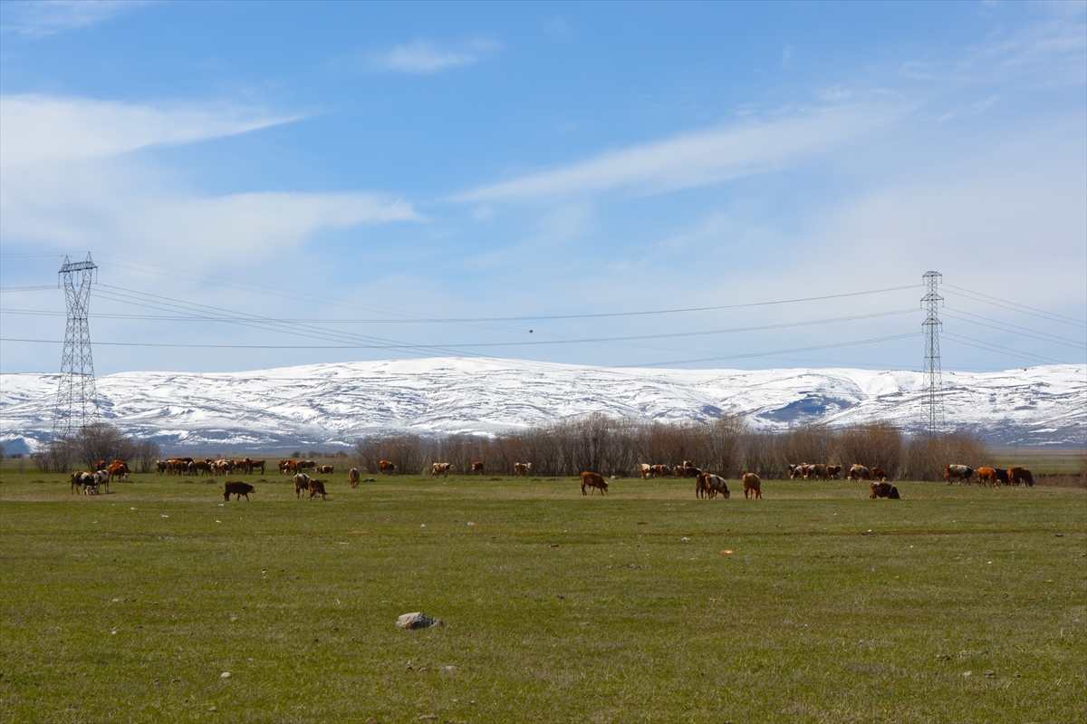 Karların eridiği Ardahan’da büyükbaş hayvanlar meraya çıktı
