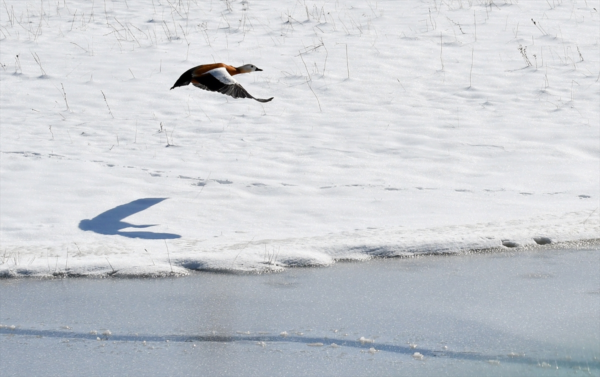 Kars’ta göçmen kuşlar karlı arazide yiyecek ararken görüntülendi