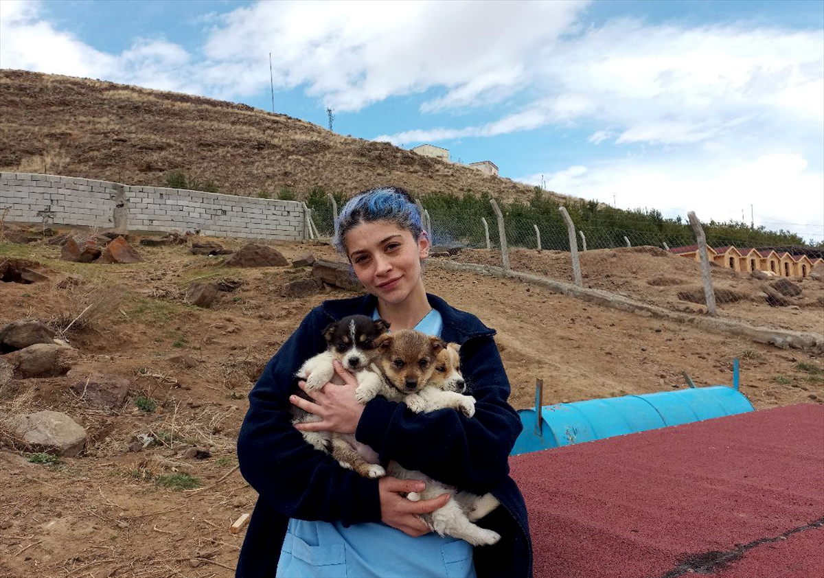 Kars’ta üniversite öğrencileri mama dağıtıp hayvanları besledi