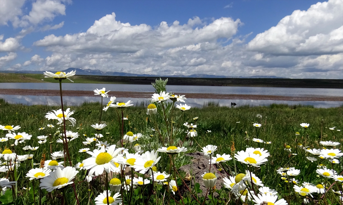 Asboğa Gölü rengarenk çiçek ve göçmen kuşlarla şenlendi
