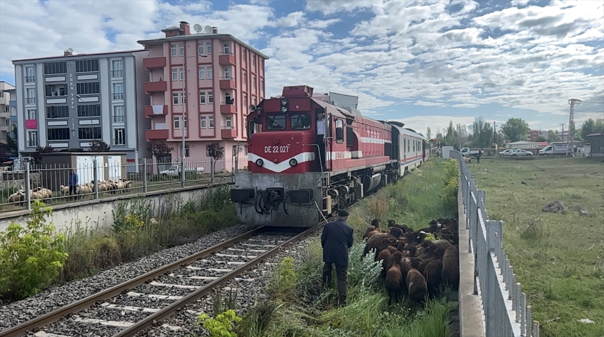 Kars’ta kurbanlıkların tren raylarında tehlikeli pazar yolculuğu