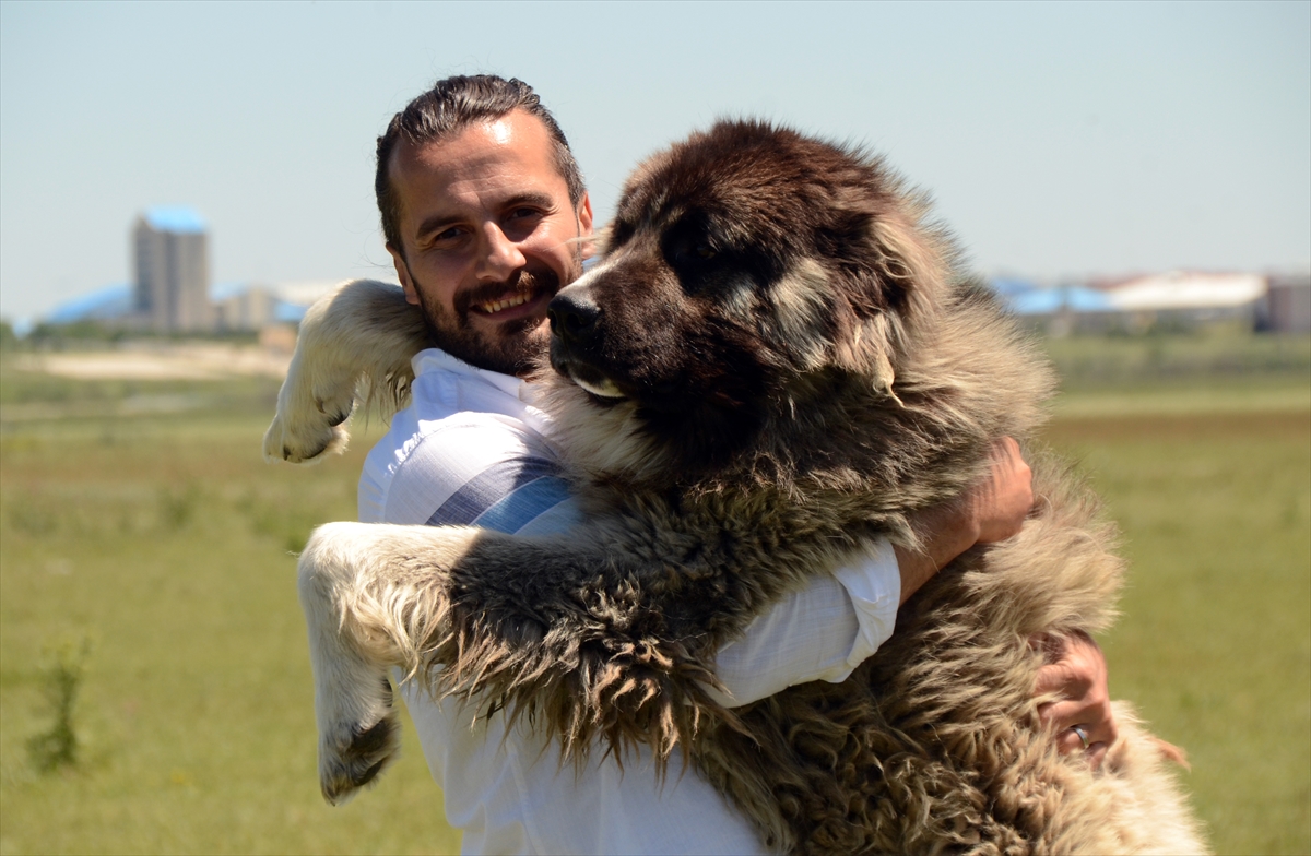 Coğrafi işaretli “Kars Türk çoban köpeği”nin ırkı korunuyor