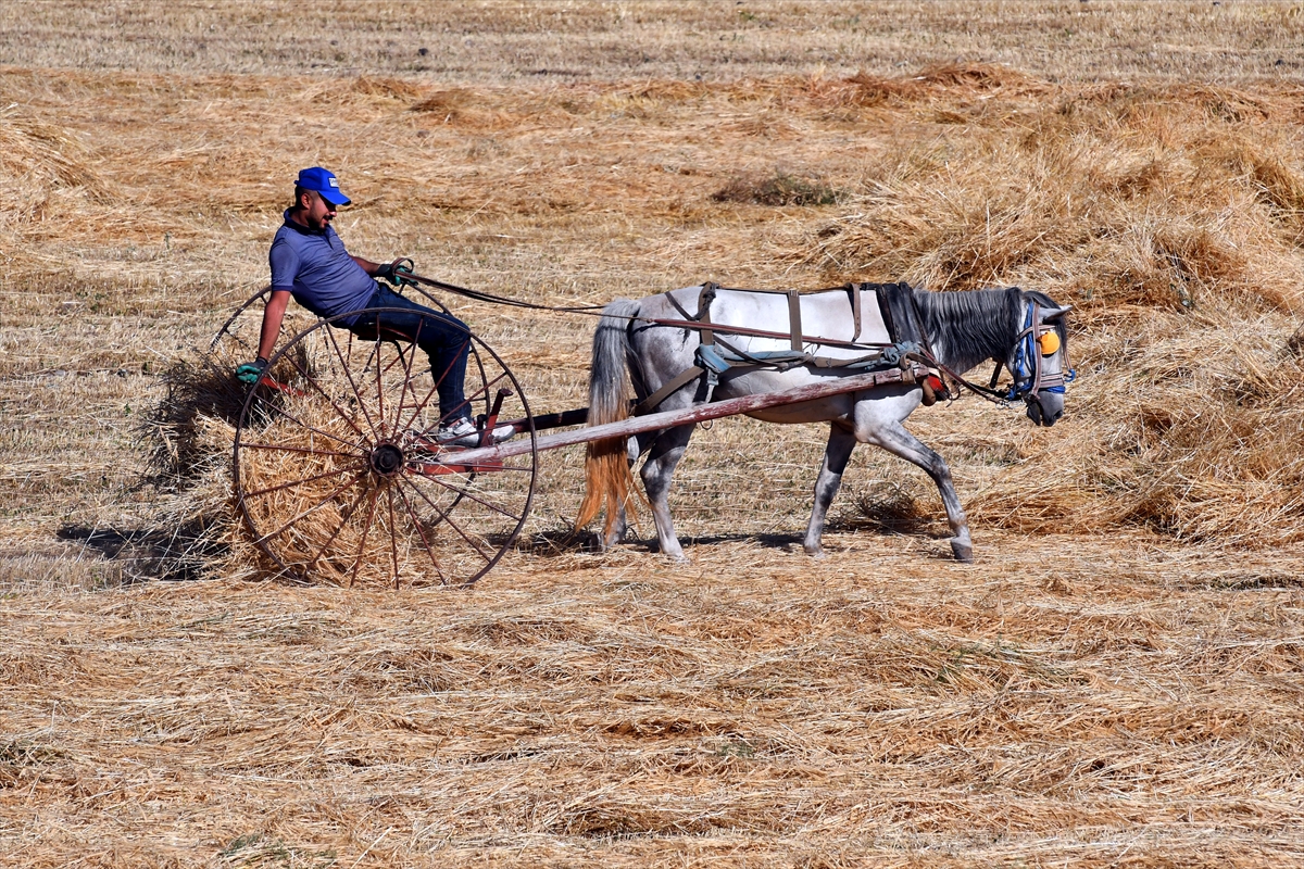 Kars’ta çiftçiler bunaltıcı sıcakta arpa hasat ediyor