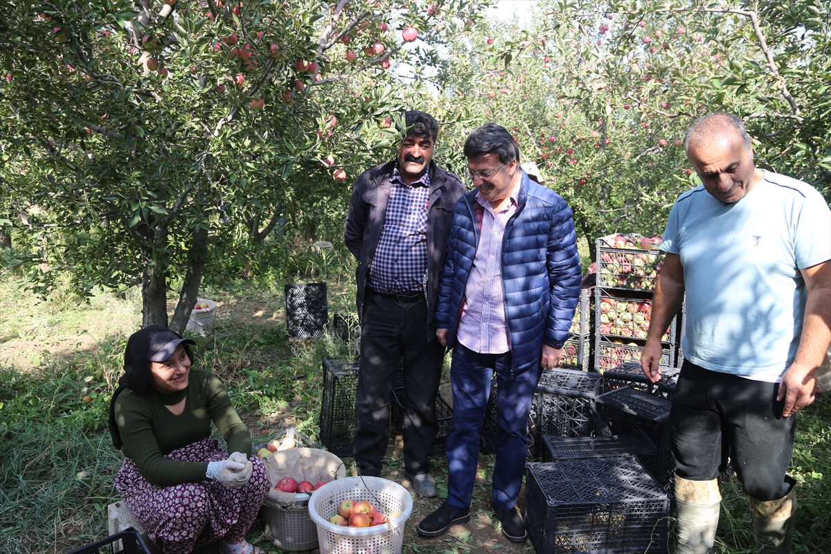 AK Parti Van Milletvekili Türkmenoğlu elma bahçesindeki hasada katıldı