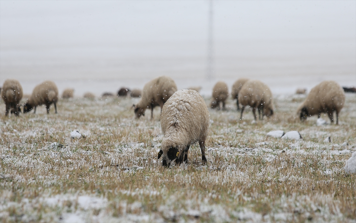 Kars’ta göçerlerin binlerce hayvanla kar yağışı altında zorlu yolculuğu başladı