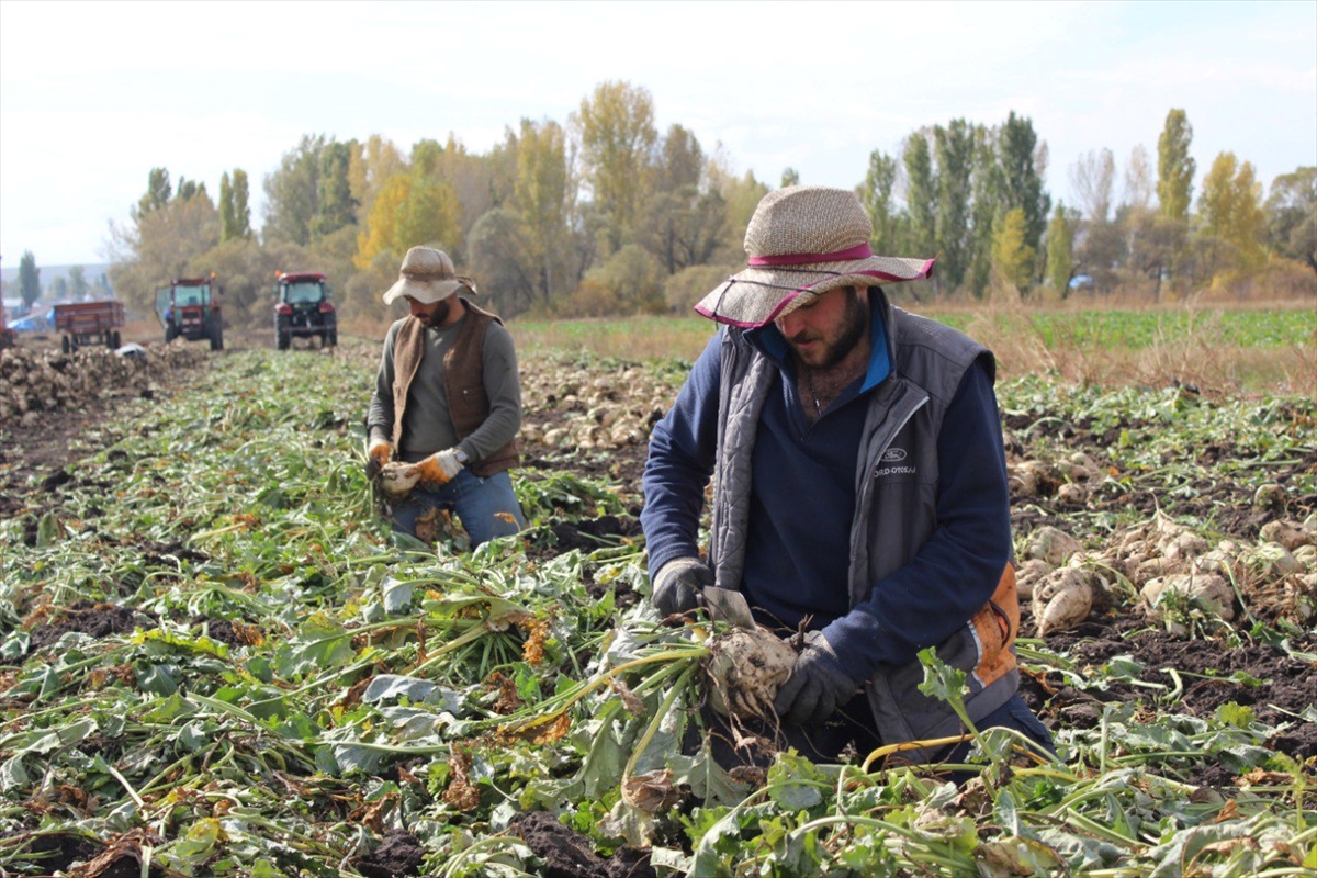 Kars’ta köylüler el birliğiyle şeker pancarını hasat ediyor